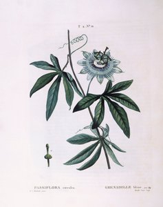 Blaue Passionsblume (Passiflora caerulea), botanische Tafel von Pierre Joseph Redouté