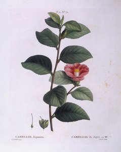 Camellia (Camellia japonica), Henry Louis Duhamel du Monceau, botanisk platta av Pierre Joseph Redouté av Pierre Joseph Redouté