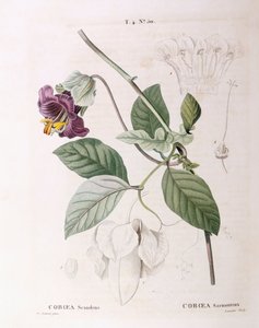 Cup and Fat Vine (Cobaea scandens), Henry Louis Duhamel du Monceau, botanisk tallrik av Pierre Joseph Redouté av Pierre Joseph Redouté