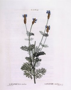 Fransk lavendel (Lavandula stoechas), Henry Louis Duhamel du Monceau, botanisk tallrik av Pierre Joseph Redouté av Pierre Joseph Redouté