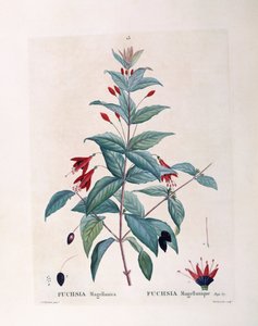 Fuchsia (Fuchsia magellanica), Henry Louis Duhamel du Monceau, botanisk platta av Pierre Joseph Redouté av Pierre Joseph Redouté