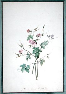 Geranium Robertianum (akvarell) av Pierre Joseph Redouté