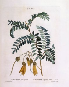 Kowhai (Sophora tetraptera eller Edwardsia grandiflora), Henry Louis Duhamel du Monceau, botanisk platta av Pierre Joseph Redouté av Pierre Joseph Redouté