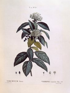 Laurustinus (Viburnum tinus), Henry Louis Duhamel du Monceau, botanisk platta av Pierre Joseph Redouté av Pierre Joseph Redouté