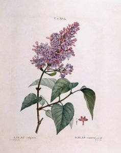 Syren (Syringa vulgaris), Henry Louis Duhamel du Monceau, botanisk platta av Pierre Joseph Redouté av Pierre Joseph Redouté