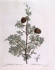 Mittelmeer-Zypresse (Cupressus sempervirens), botanische Tafel von Pierre Joseph Redouté von Pierre Joseph Redouté