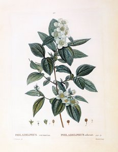 Mock orange (Philadelphus coronarius), Henry Louis Duhamel du Monceau, botanisk platta av Pierre Joseph Redouté av Pierre Joseph Redouté