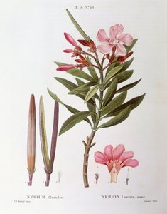 Oleander (Nerium oleander), botanische Tafel von Pierre Joseph Redouté