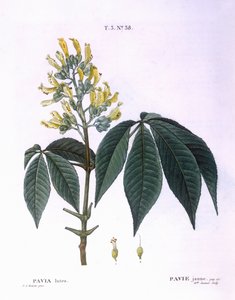 Pavia lutea Henry Louis Duhamel du Monceau, botanisk tallrik av Pierre Joseph Redouté av Pierre Joseph Redouté
