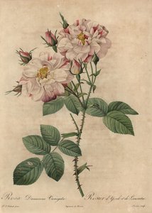 Rosa och vit damastros, Rosa damascena av Pierre Joseph Redouté