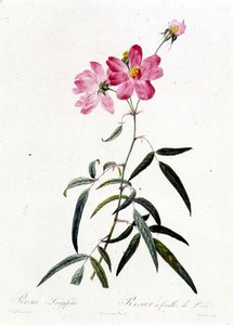 Rosa Longifolia av Pierre Joseph Redouté