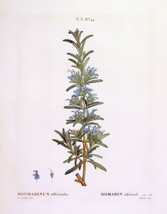 Rosmarin (Rosmarinus officinalis), Henry Louis Duhamel du Monceau, botanisk platta av Pierre Joseph Redouté av Pierre Joseph Redouté