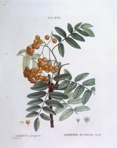 Rönn eller europeisk bergsaska (Sorbus aucuparia), Henry Louis Duhamel du Monceau, botanisk platta av Pierre Joseph Redouté av Pierre Joseph Redouté