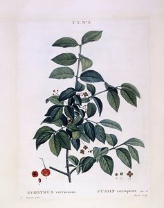 Spindel (Euonymus verrucosus), Henry Louis Duhamel du Monceau, botanisk platta av Pierre Joseph Redouté av Pierre Joseph Redouté