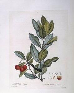 Jordgubbsträd (Arbutus unedo), Henry Louis Duhamel du Monceau, botanisk tallrik av Pierre Joseph Redouté av Pierre Joseph Redouté