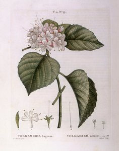 Volkameria fragrans Henry Louis Duhamel du Monceau, botanisk tallrik av Pierre Joseph Redouté av Pierre Joseph Redouté