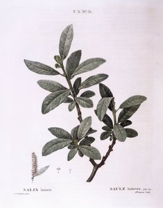 Pil (Salix lanata), Henry Louis Duhamel du Monceau, botanisk platta av Pierre Joseph Redouté av Pierre Joseph Redouté
