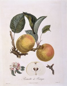 Äpple (Malus domestica), Bourgogne sort Henry Louis Duhamel du Monceau, botanisk tallrik av Pierre Antoine Poiteau