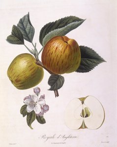 Apple "Royal of England", Henry Louis Duhamel du Monceau, botanisk platta av Pierre Antoine Poiteau