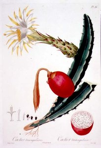 Cactus Triangularis, plåt 26 från 
