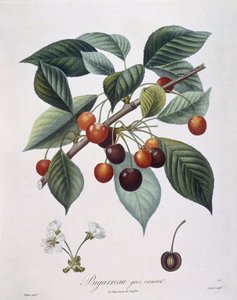 Körsbärsträd (Prunus avium) "Bigreau" Henry Louis Duhamel du Monceau, botanisk platta av Pierre Antoine Poiteau