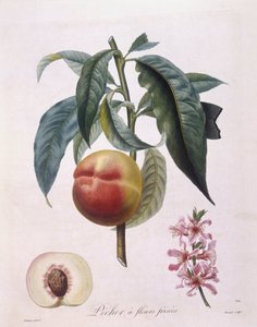 Persika (Prunus persica batsch), Henry Louis Duhamel du Monceau, botanisk platta av Pierre Antoine Poiteau