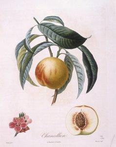 Peach "Chancelliere" Henry Louis Duhamel du Monceau, botanisk platta av Pierre Antoine Poiteau