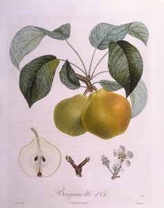 Päron "Bergamott" Henry Louis Duhamel du Monceau, botanisk platta av Pierre Antoine Poiteau
