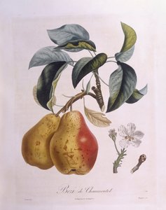 Päron "Bezi de Chaumontel" Henry Louis Duhamel du Monceau, botanisk platta av Pierre Antoine Poiteau