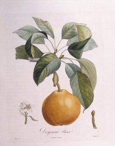 Päron "Doyenné roux" Henry Louis Duhamel du Monceau, botanisk platta av Pierre Antoine Poiteau