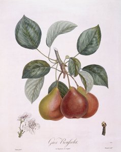 Päron "Gros Rousselet" Henry Louis Duhamel du Monceau, botanisk platta av Pierre Antoine Poiteau