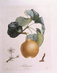 Päron "Talousie" Henry Louis Duhamel du Monceau, botanisk platta av Pierre Antoine Poiteau
