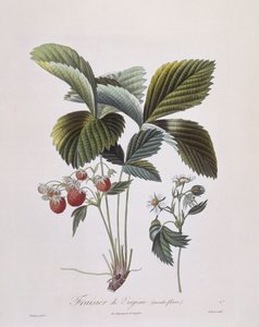 Virginia Strawberry (Fragaria virginiana), Henry Louis Duhamel du Monceau, botanisk tallrik av Pierre Antoine Poiteau