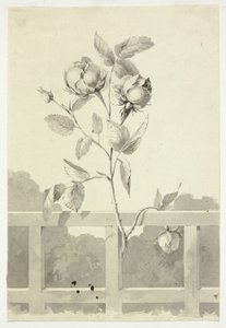 Rose av Pierre Antoine Mongin