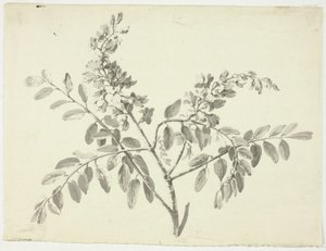 Den blommande grenen av Pierre Antoine Mongin
