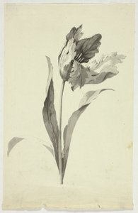 Tulpan av Pierre Antoine Mongin