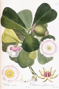 Clusia rosea, Clusier med rosa blommor, 1808-1828