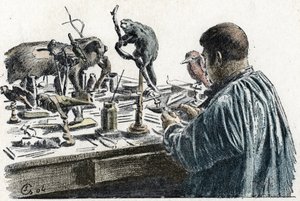 Taxidermi: En taxidermist stoppade upp djur i sin verkstad Gravering från Excursion a travers les metiers” av Pierre Calmette Collection privee