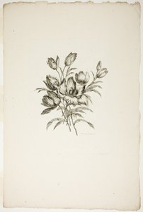 Bukett med tulpaner, från samlingen av olika buketter av blommor, uppfunnen och ritad av Jean Pillement och graverad av P. C. Canot av Pierre Charles Canot