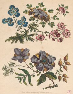 Två sprayer av imaginära blommor av Pierre Charles Canot