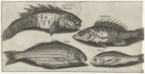 Bockfish, abborre, goby och en okänd fisk Fiske (serietitel) Piscivm vivae-ikoner (serietitel)