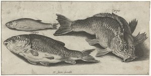 Tre karpar Fiske (serietitel) Piscium vivae-ikoner (serietitel)