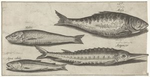 Shad, stör, nors och en sill Fiske (serietitel) Piscium vivae-ikoner (serietitel)
