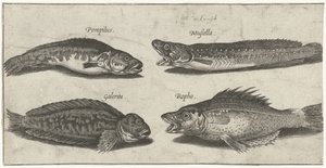 Gaffeltorsk, havabborre, behornad blenny och en svart fisk Fiske (serietitel) Piscivm vivae-ikoner (serietitel)
