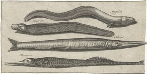Garfish, pipefish, ål och en ål Fiske (serietitel) Piscium vivae-ikoner (serietitel)