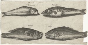 Goby, bogo, vitling och en annan fisk Fiske (serietitel) Piscivm vivae-ikoner (serietitel)