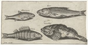 Karp, elritsa, havskatt och en abborre Fiske (serietitel) Piscium vivae-ikoner (serietitel)