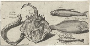 Röga, havslamprä, räkor och två andra fiskar Fiske (serietitel) Piscivm vivae-ikoner (serietitel)