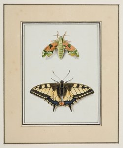 Hawk Moth and Old World Swallowtail Butterfly, ca 1755-65 (akvarell på papper)