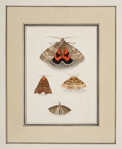 Moths, ca 1755-65 (akvarell på papper)